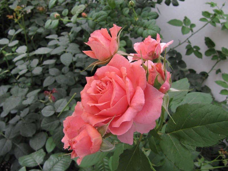 IMG_5564.JPG