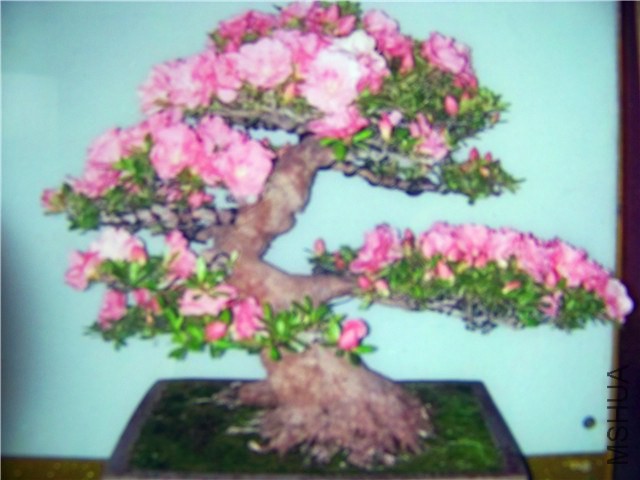 100_5135.JPG