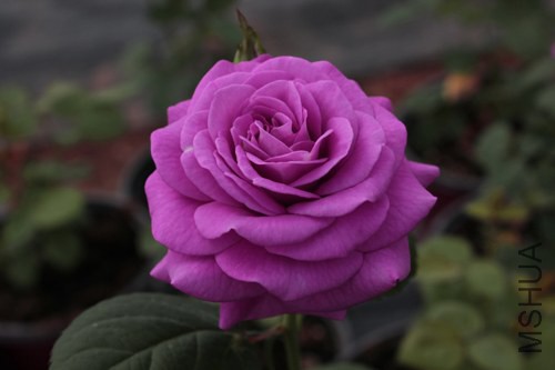 IMG_3222.JPG