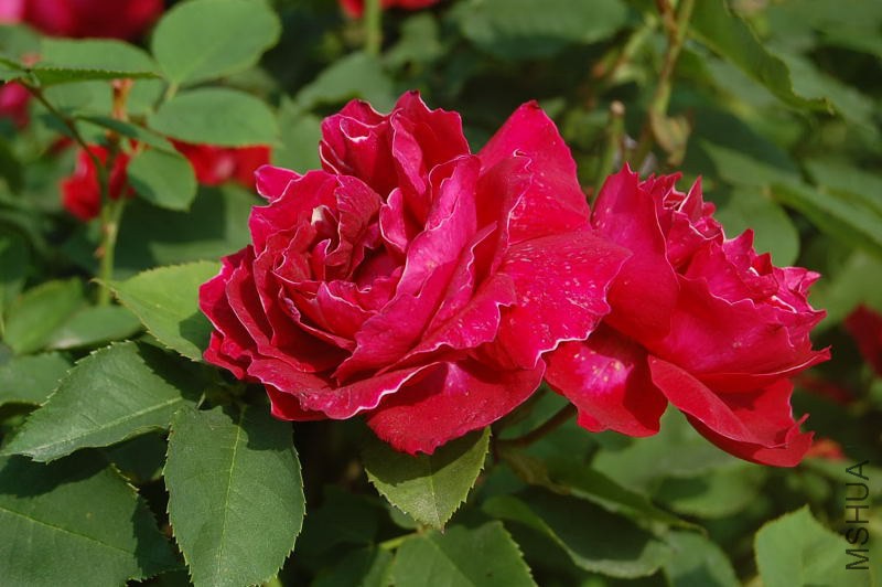 DSC_01480148.JPG