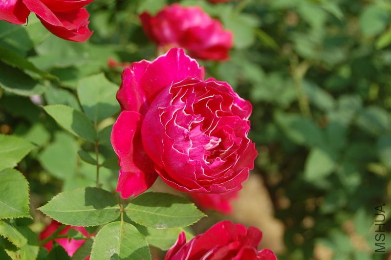 DSC_01470147.JPG