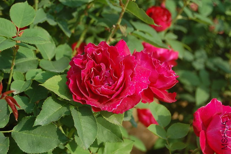 DSC_01450145.JPG