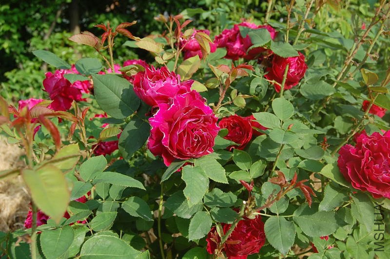 DSC_01500150.JPG