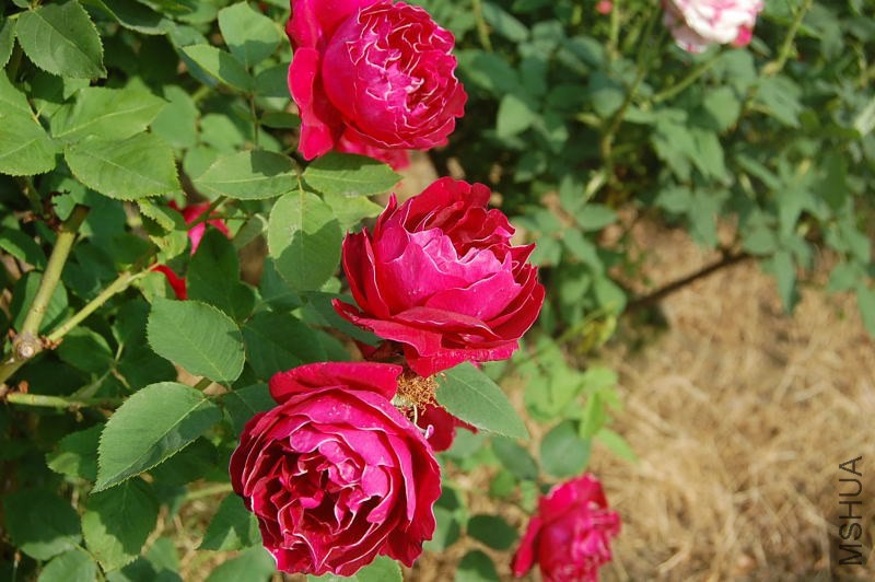 DSC_01460146.JPG