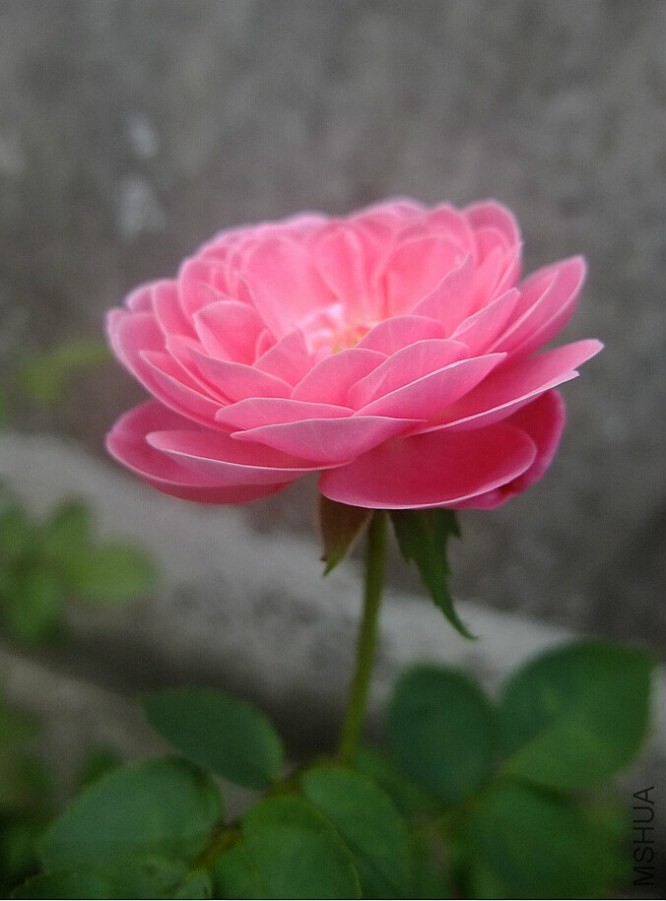 ��֮�⻷ (2).jpg