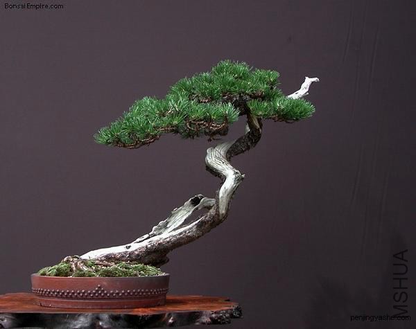 dingjian-penjing-l-43.jpg