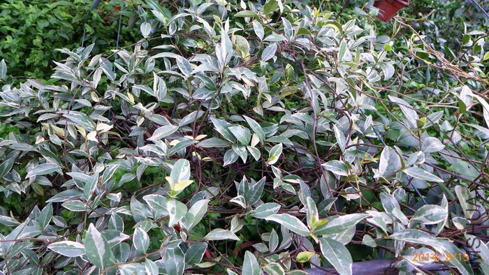 P1750580.jpg