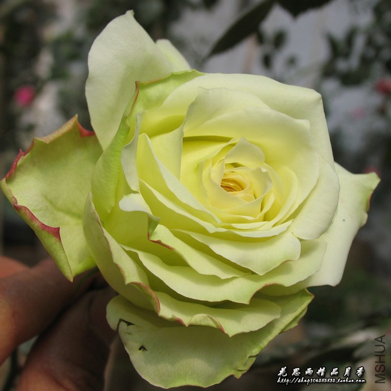 B6 (3)_����.jpg