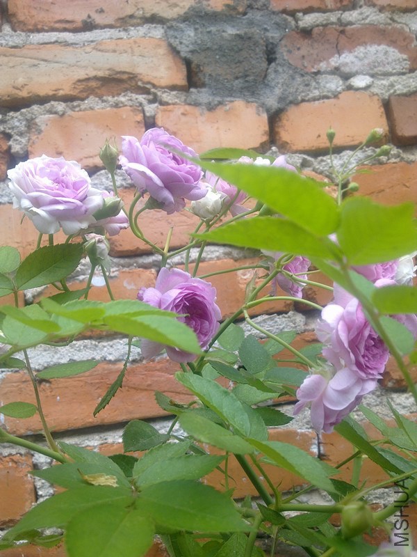 201404191723_����.jpg