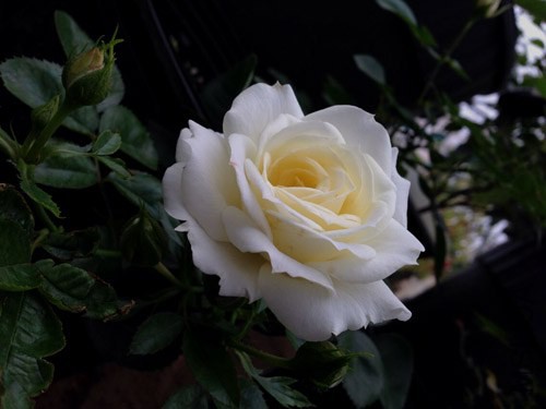 QQͼƬ20140814223053.jpg