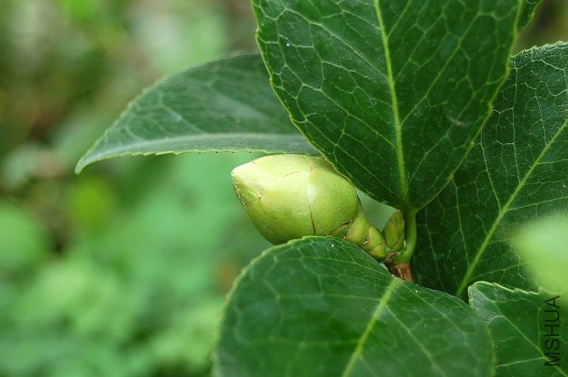 DSC_00610061.JPG