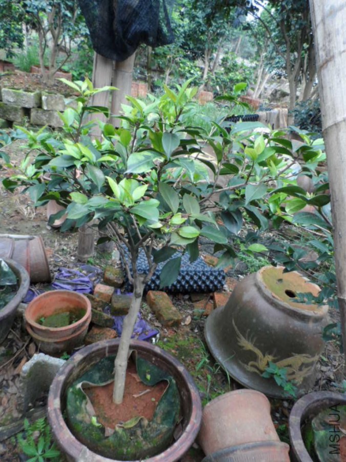 ʯ��0283.JPG