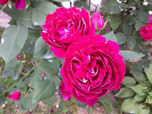 IMG_4301.JPG
