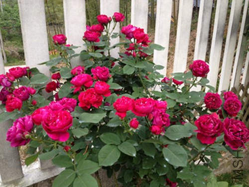 IMG_4302.JPG