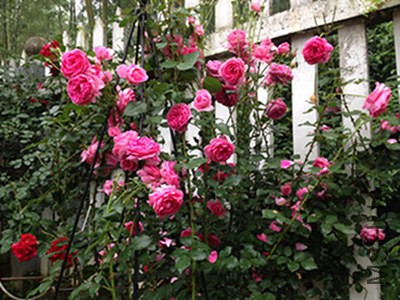 IMG_4770(1).JPG