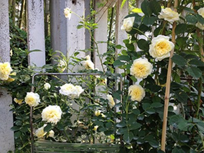 IMG_4933.JPG