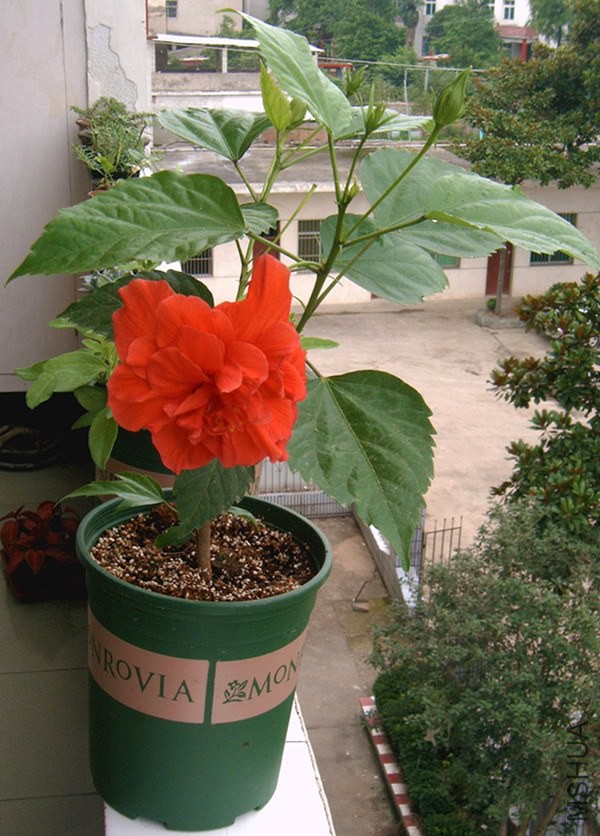 IMAG0527.JPG