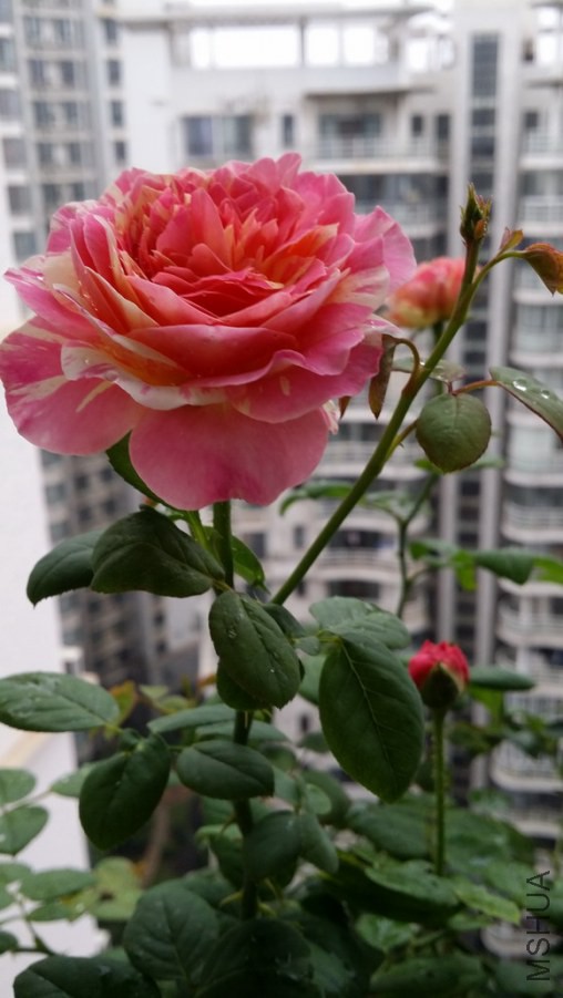 20140818_070715_������С.jpg