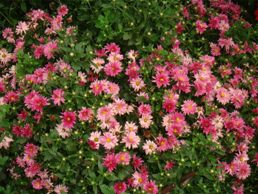 DSC07185_��ͼ��.jpg