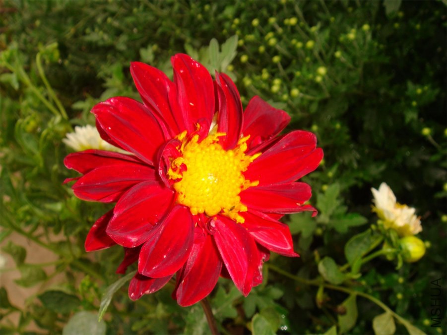 DSC07193_��ͼ��.jpg