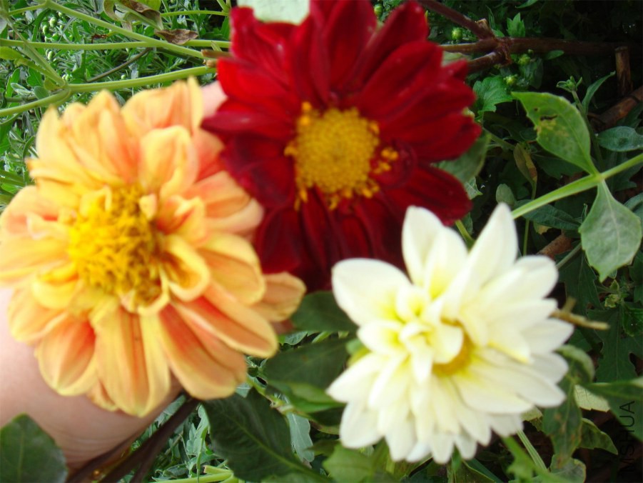 DSC07195_��ͼ��.jpg