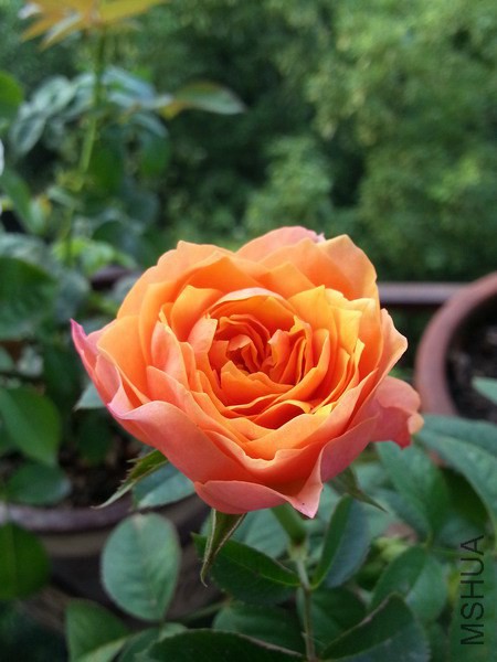 20140819_071011_��С��С.jpg