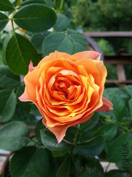 20140819_072008_��С��С.jpg