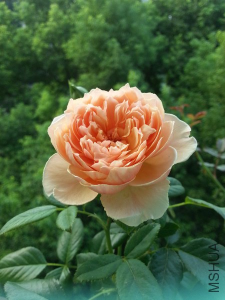 20140819_072359_��С��С.jpg