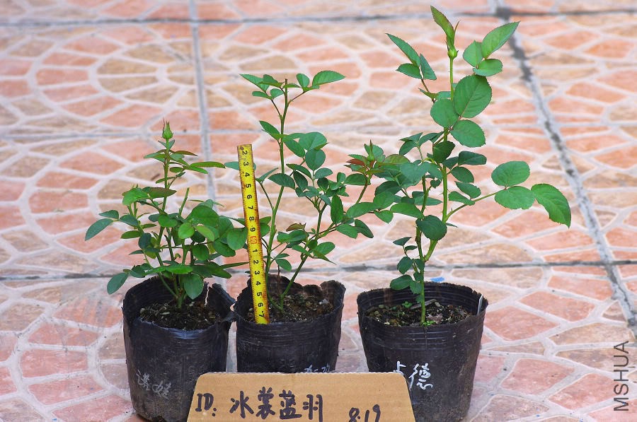 IMGP0716.JPG