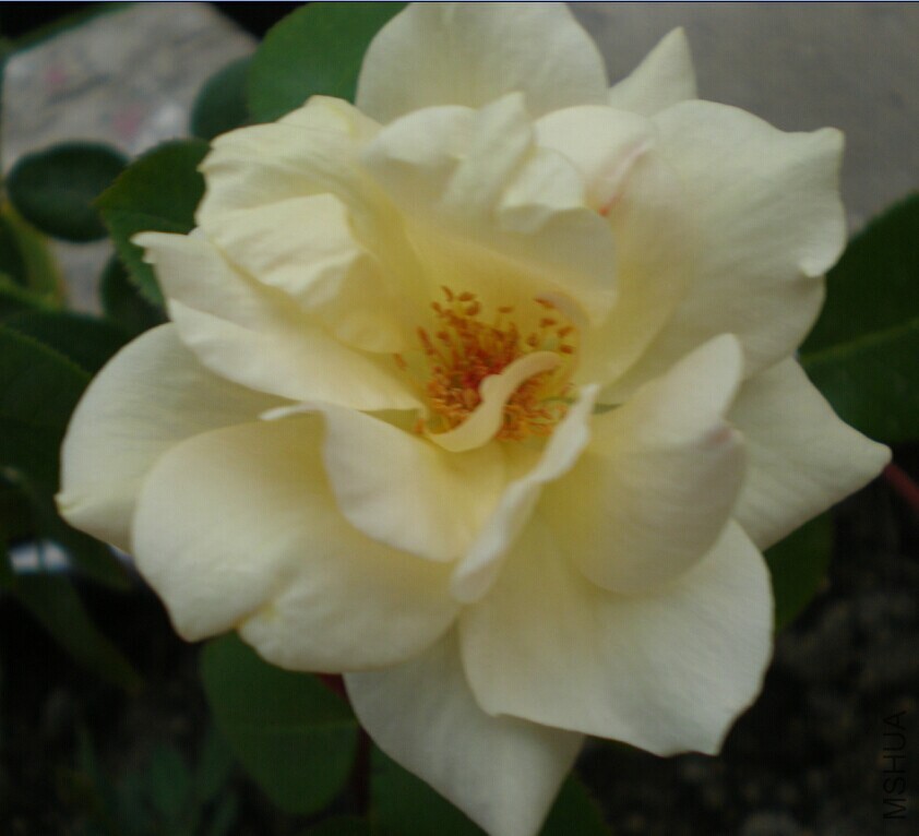 QQͼƬ20140819193250.jpg