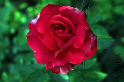 IMG_3285.JPG