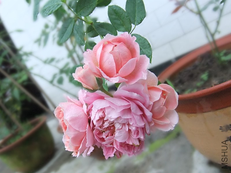 DSCF3655_����.jpg