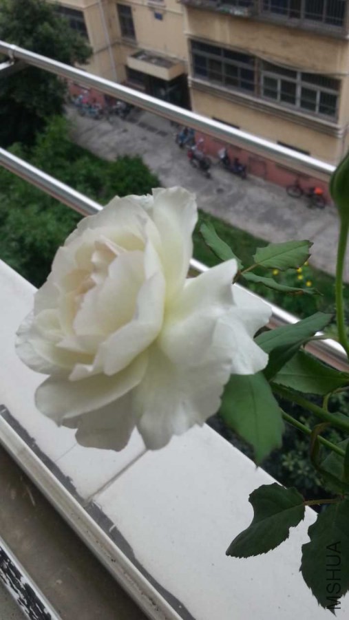 20140719_085508 (2).jpg