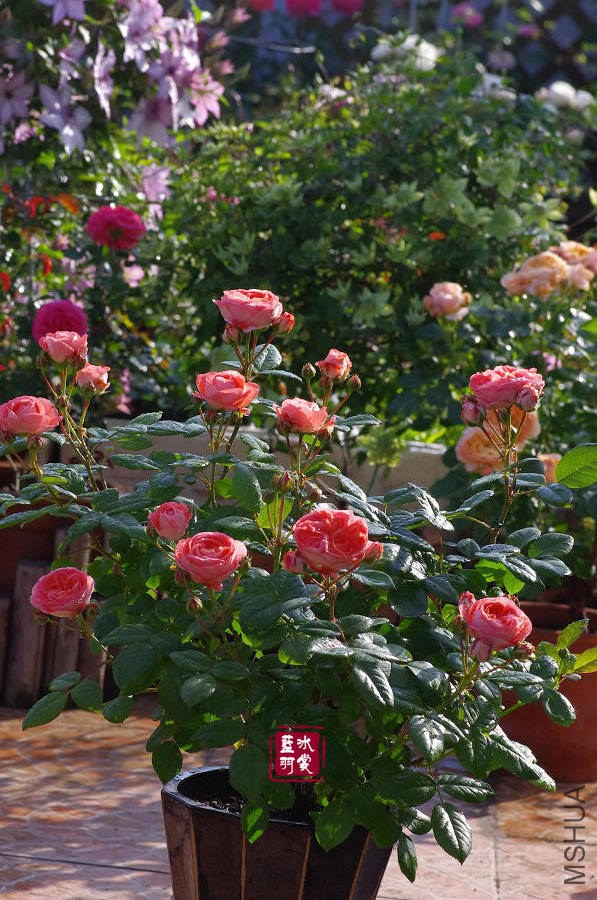 IMGP9637.JPG