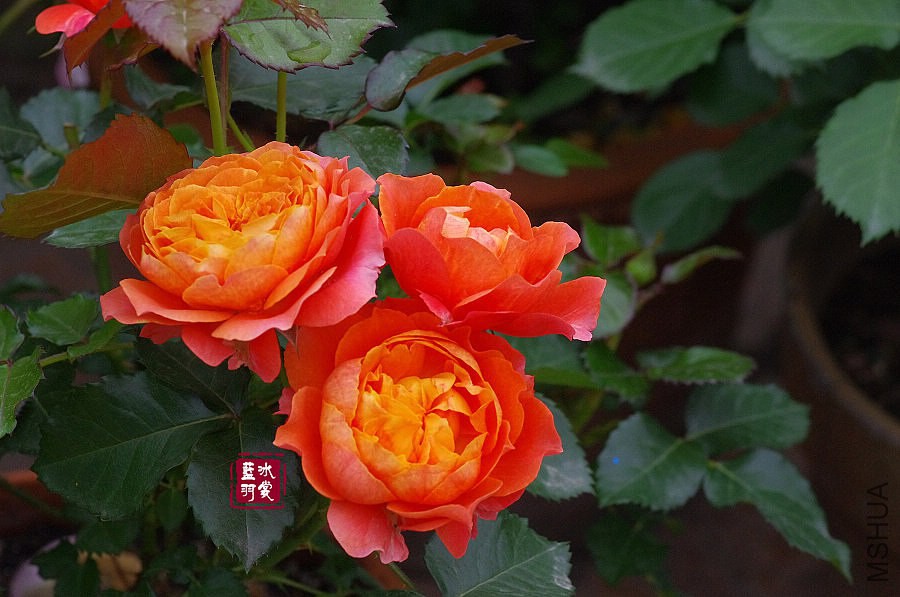 IMGP9654.JPG