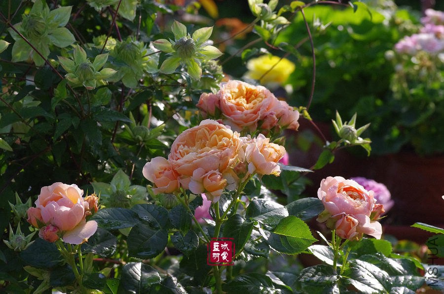 IMGP9630.JPG