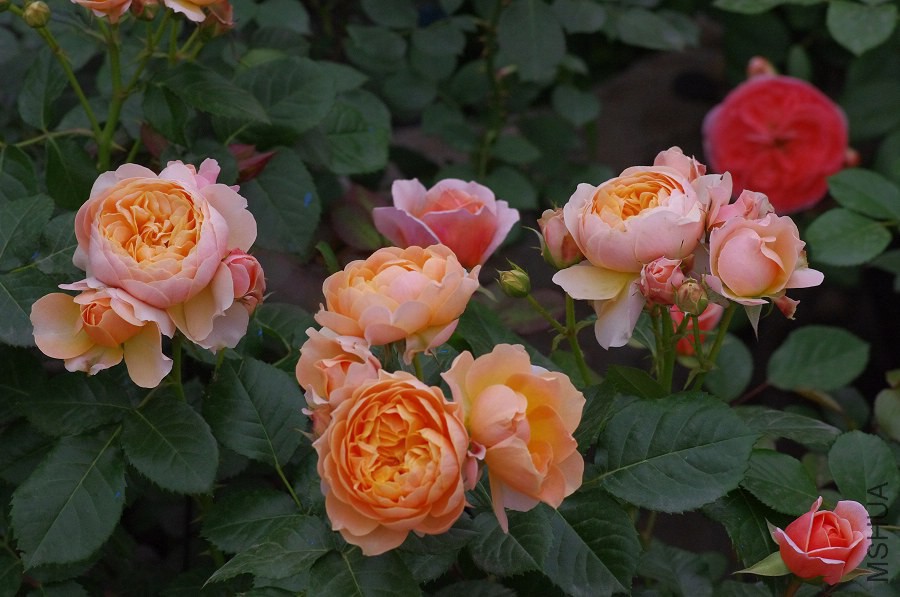 IMGP9657.JPG