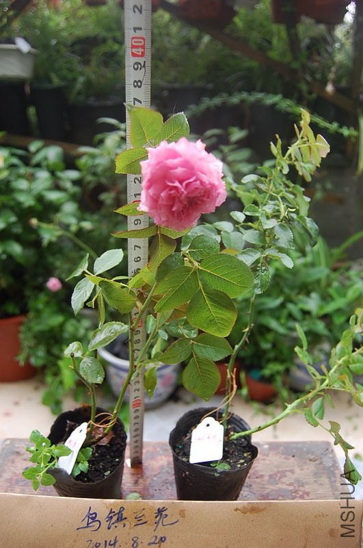DSC_00140014.JPG