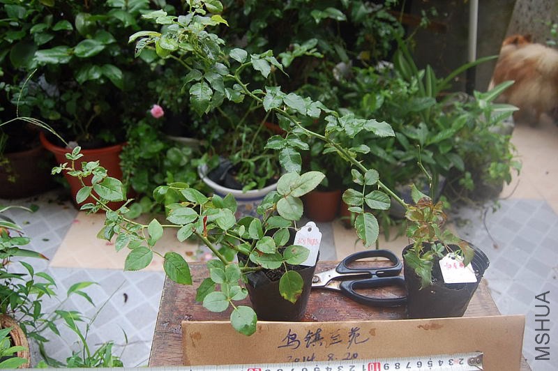 DSC_00150015.JPG