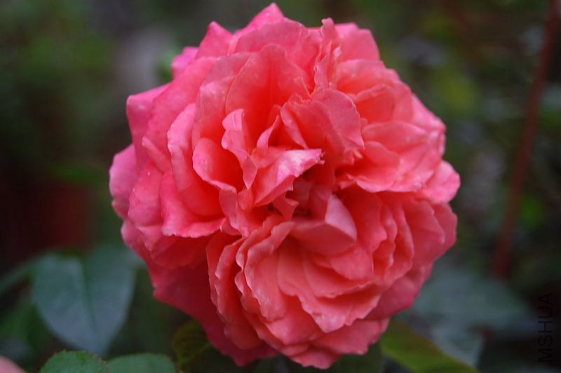 DSC_00010001.JPG
