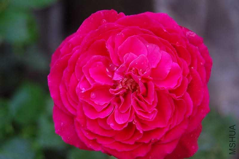 DSC_01030100.JPG