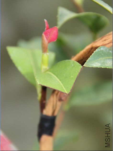 ��Ҷ���������