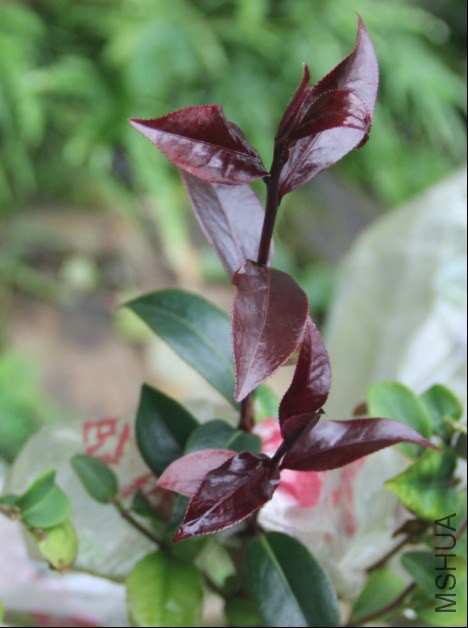 ��Ҷ��������ʿ