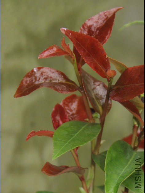 ��Ҷ������ƻ��