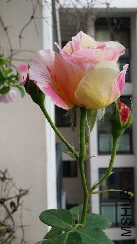 162956cuddem0zuudwn000.jpg