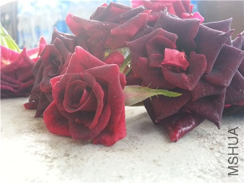 20140821_070811.jpg