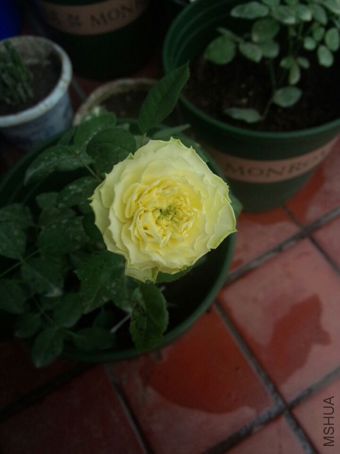 �¹�����