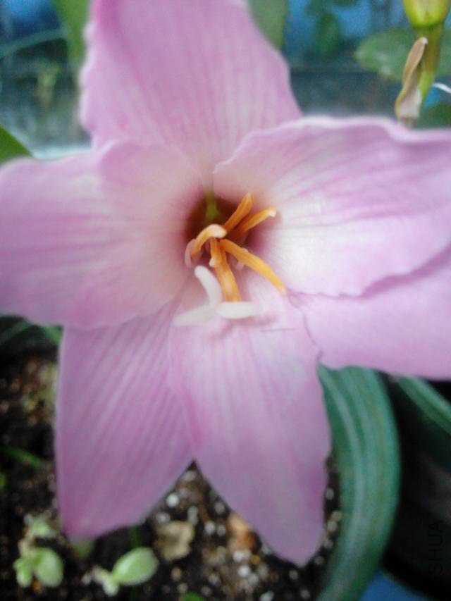 Cherry pink     