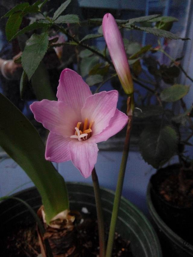 Cherry pink     