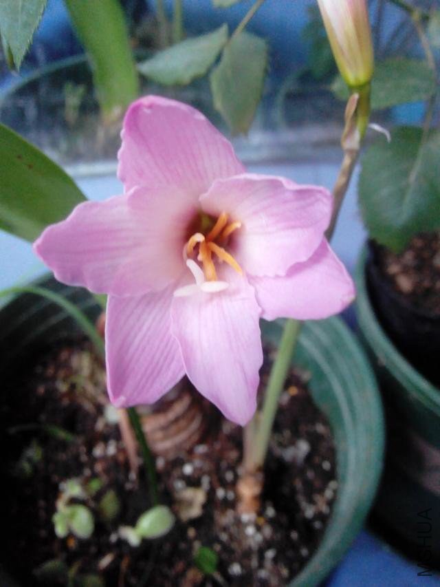 Cherry pink     